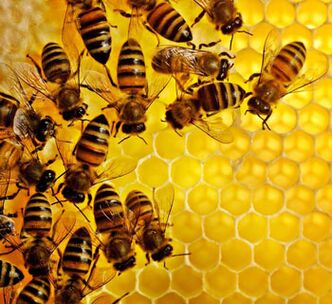 Včelí produkty proti zánětům v prostatě