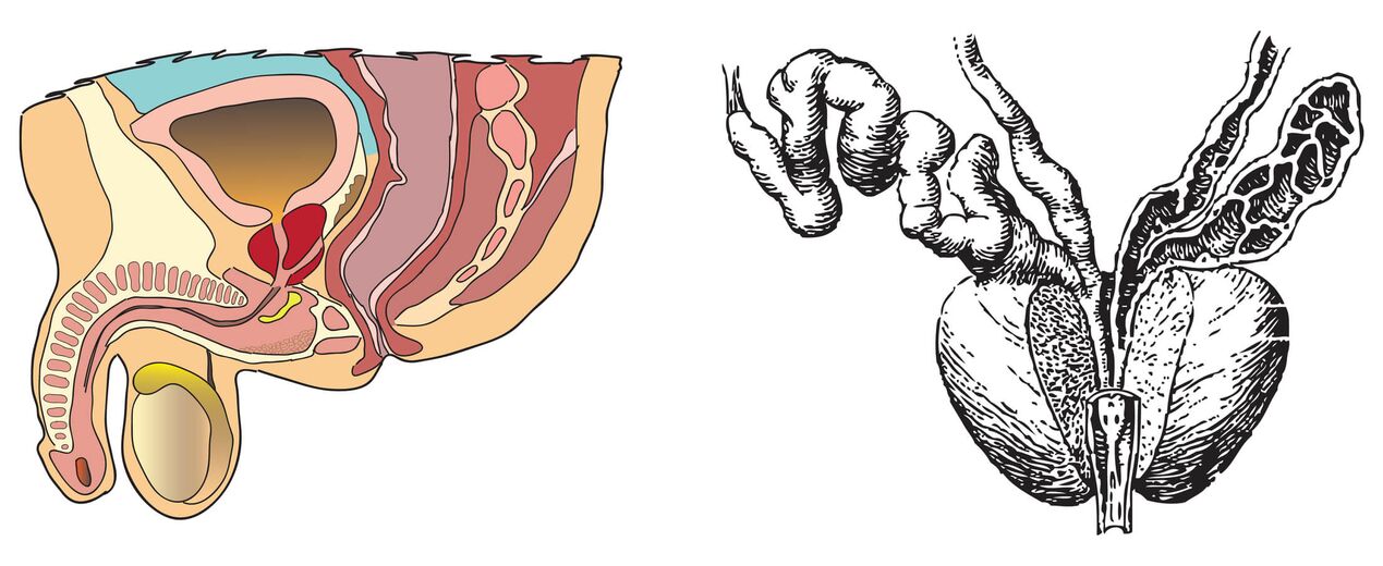 Anatomie prostaty